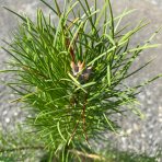 Borovica čierna (Pinus nigra)  - výška 60-80 cm, kont. C5L